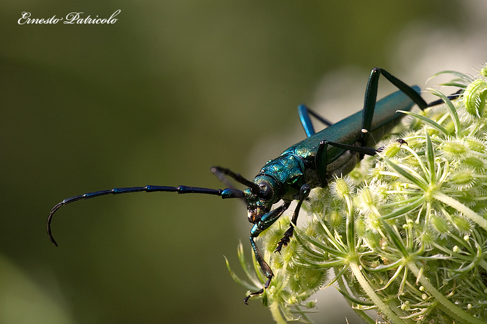 insetto gigante da identificare: Aromia moschata